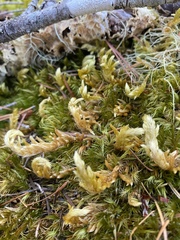 Homalothecium megaptilum