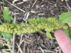 Amaranthus retroflexus