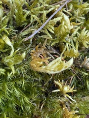 Homalothecium megaptilum