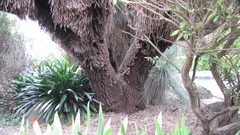 Xanthorrhoea glauca