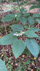 Clerodendrum trichotomum