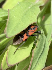 Spilostethus pandurus