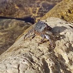 Pachygrapsus marmoratus
