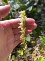 Goodyera oblongifolia