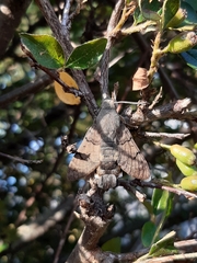 Macroglossum stellatarum