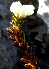 Jamesbrittenia calciphila