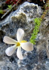 Jamesbrittenia calciphila