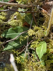 Goodyera oblongifolia