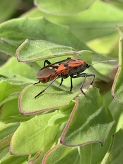 Spilostethus pandurus