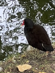 Gallinula chloropus