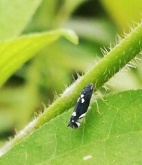 Macugonalia leucomelas