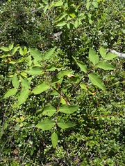 Apocynum androsaemifolium