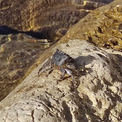 Pachygrapsus marmoratus