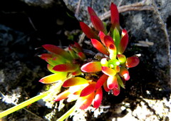Lampranthus ceriseus