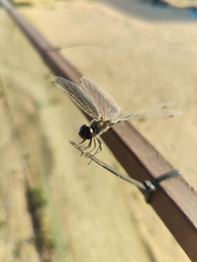 Selysiothemis nigra
