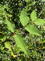 Apocynum androsaemifolium