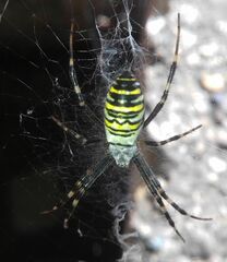 Argiope bruennichi