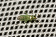 Blepharidopterus angulatus