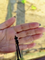Selysiothemis nigra