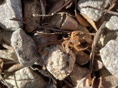 Centruroides sculpturatus