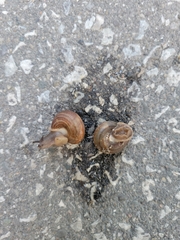 Webbhelix multilineata