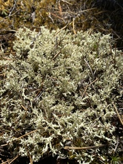 Cladonia uncialis