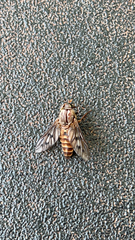 Tabanidae