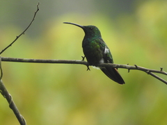 Anthracothorax prevostii