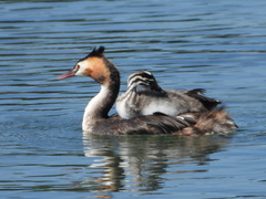 Podiceps cristatus