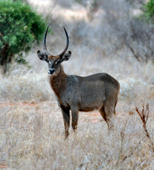 Kobus ellipsiprymnus