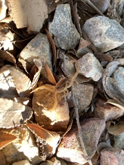 Centruroides sculpturatus