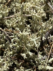 Cladonia uncialis
