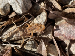 Centruroides sculpturatus