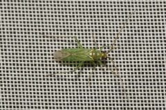 Blepharidopterus angulatus