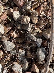 Centruroides sculpturatus