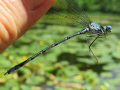 Lestes eurinus