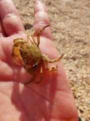 Rhithropanopeus harrisii