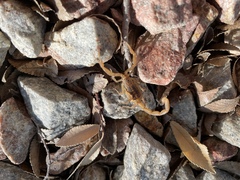 Centruroides sculpturatus