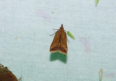 Dichomeris heriguronis