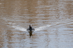 Fulica atra