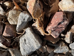 Centruroides sculpturatus