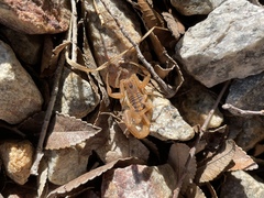 Centruroides sculpturatus