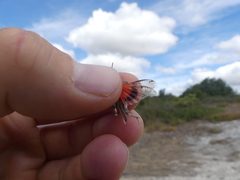 Acrotylus insubricus