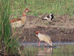 Alopochen aegyptiaca