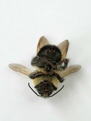 Bombus bimaculatus