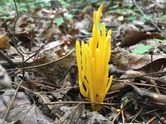 Clavulinopsis