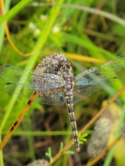 Sympetrum danae