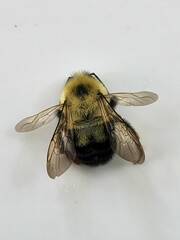 Bombus bimaculatus