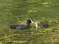 Fulica atra