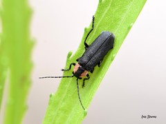 Discodon bipunctatum